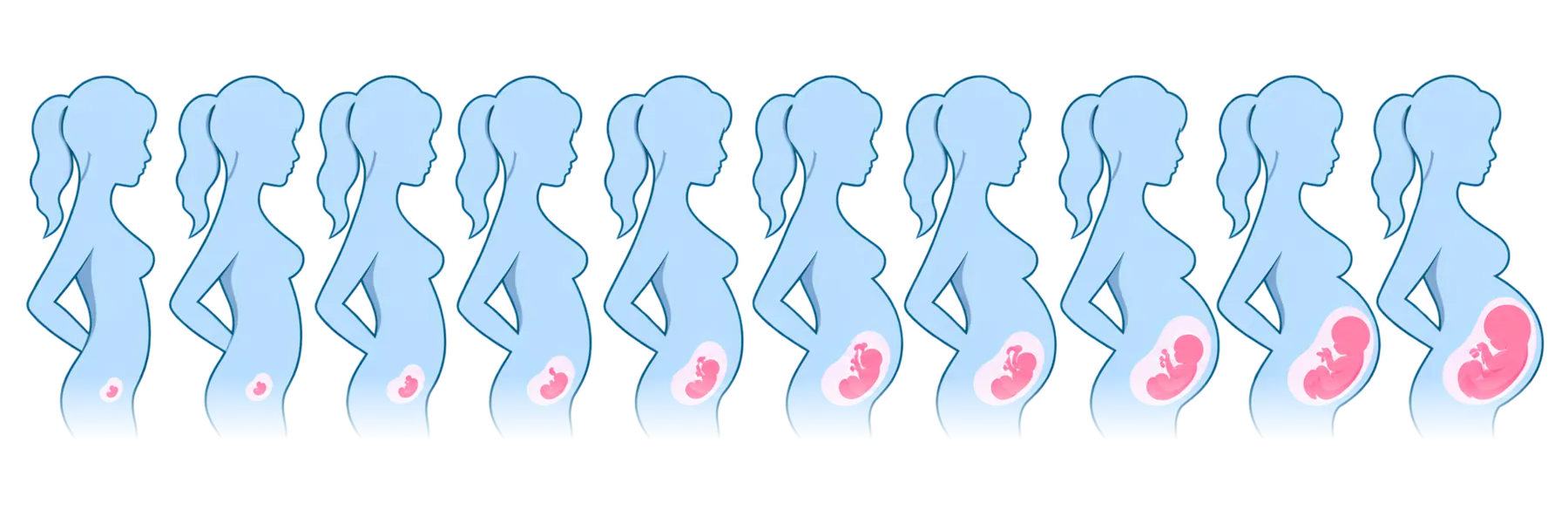 Fetal development through the 10 months of pregnancy